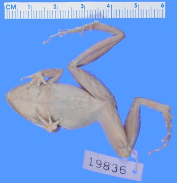 Media type: image; Herpetology A-19836
